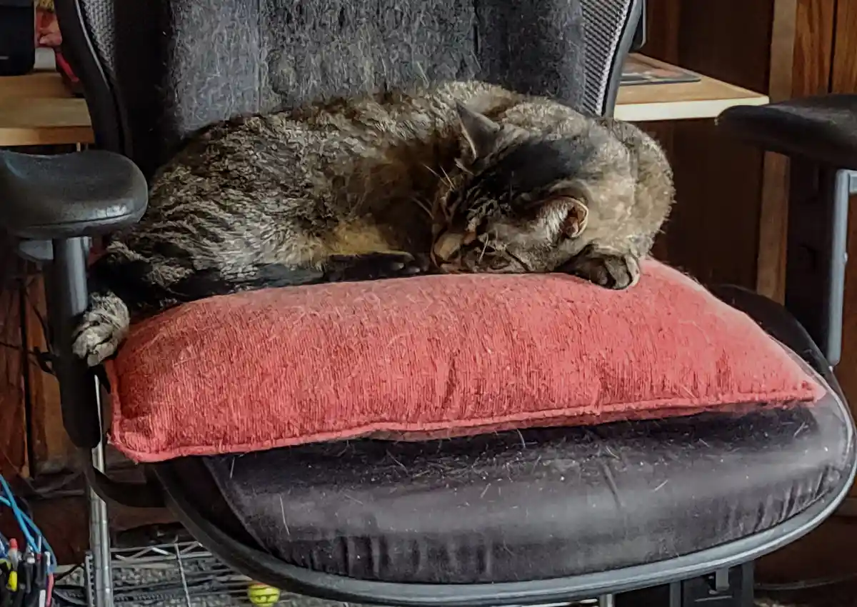 A fluffy brown tabby cat is curled up and sleeping soundly on a red pillow placed on the seat of a black office chair. The…