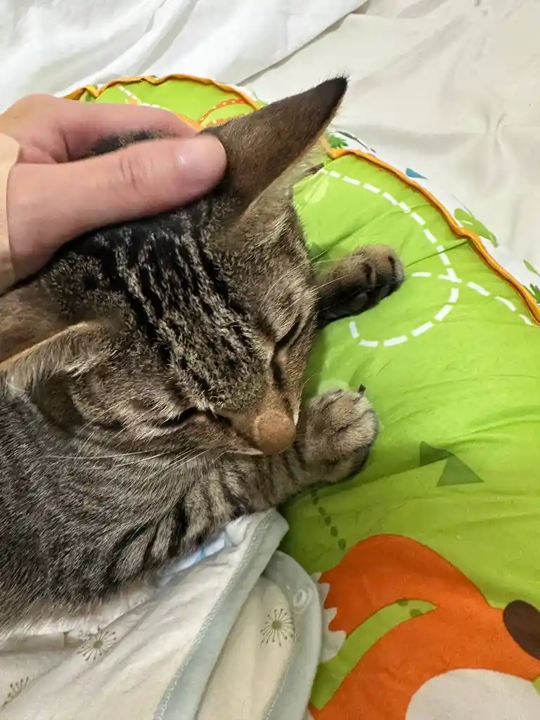 A tabby cat with closed eyes is sleeping peacefully on a green pillow with cartoon animal designs, while a human hand gently…