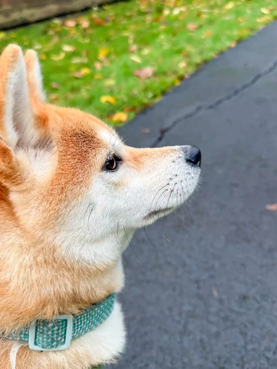 A close-up profile shot of a tan and white Shiba Inu dog looking off to the right, wearing a teal woven harness with a light…