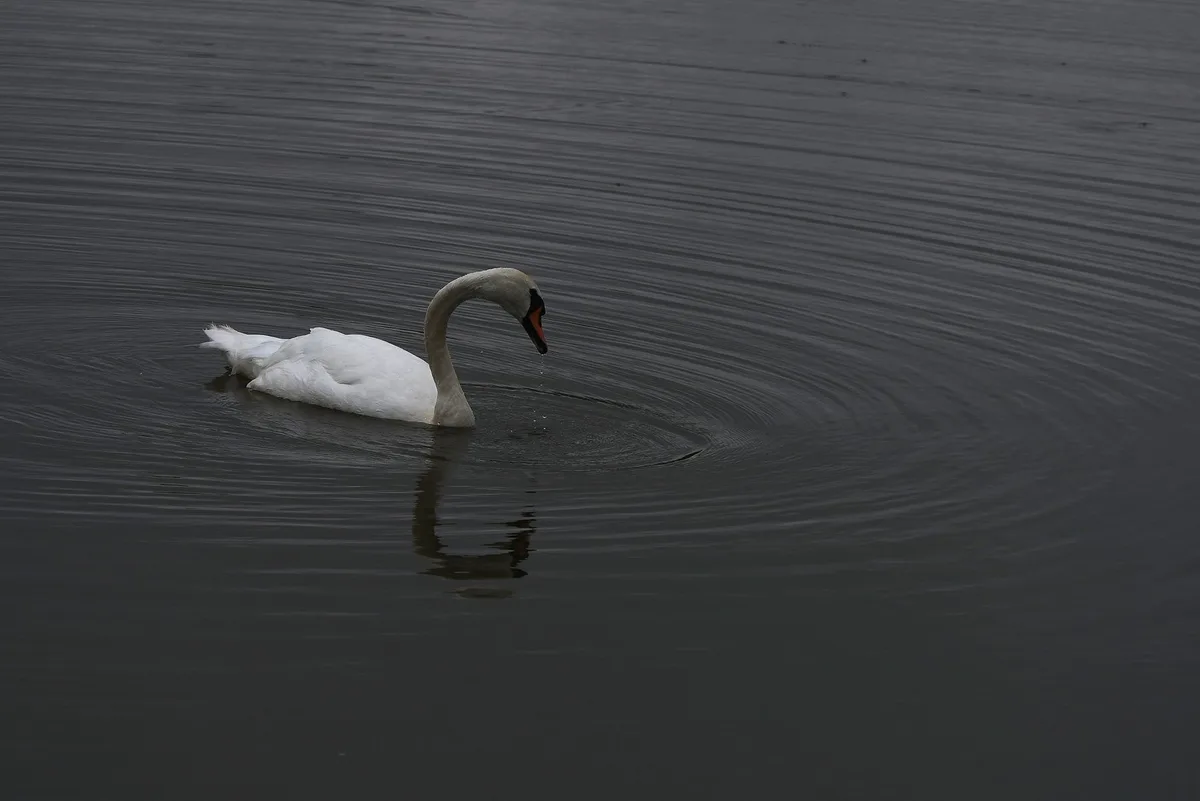 A white swan with a long curved neck is swimming in dark, rippling water, its head lowered as if drinking or foraging…