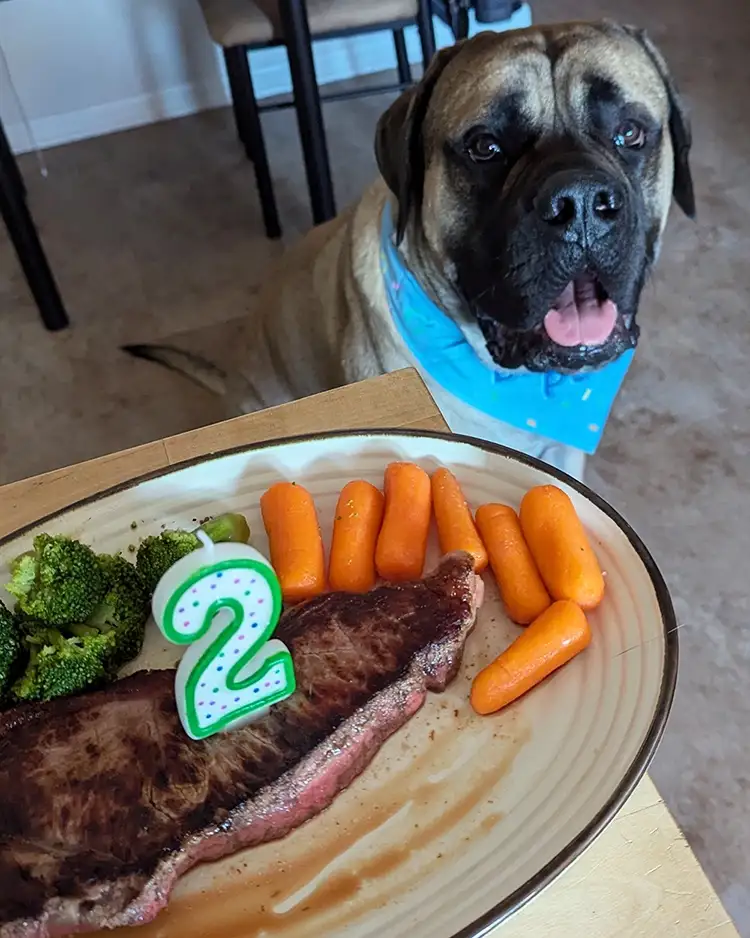 A large, tan and black dog wearing a blue party bandana sits behind a plate of food, looking at the camera with its tongue…