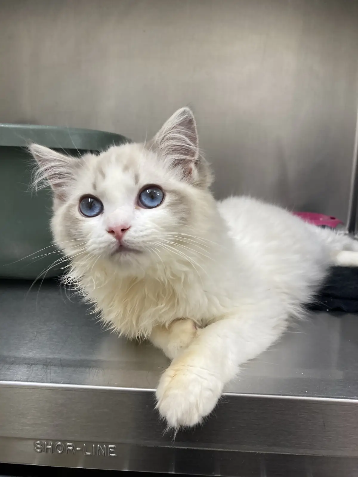 A fluffy white kitten with striking blue eyes lies on a stainless steel surface, looking directly at the camera with a…