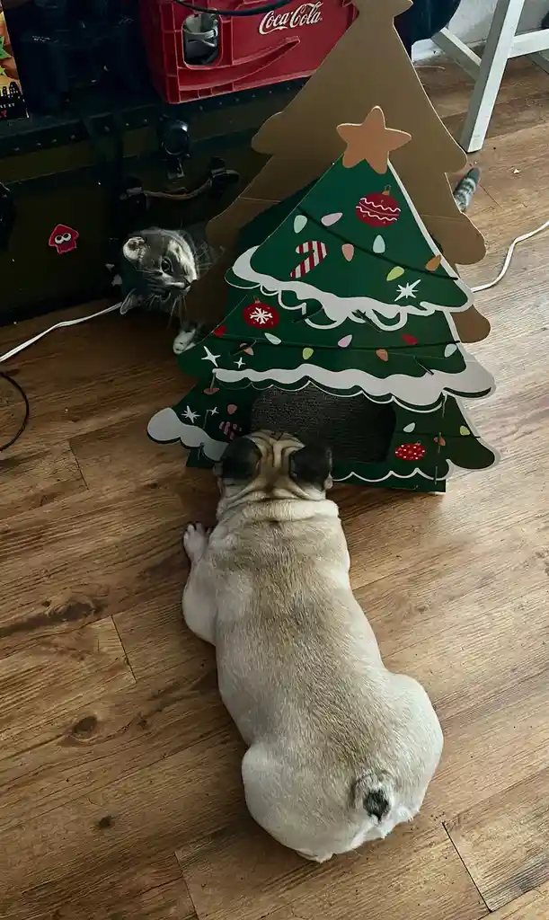 A light-fawn pug sits on a wooden floor facing a cardboard Christmas tree scratcher, while a grey tabby cat peeks out from…