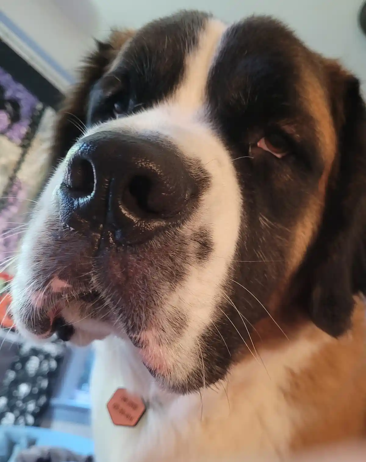 A close-up photo of a Saint Bernard dog with a brown and white coat, looking upward with a slightly squinted, soulful…
