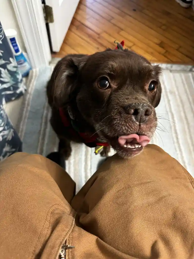 A close-up photo shows a brown dog looking up with its tongue slightly out, wearing a red and green collar, positioned in…