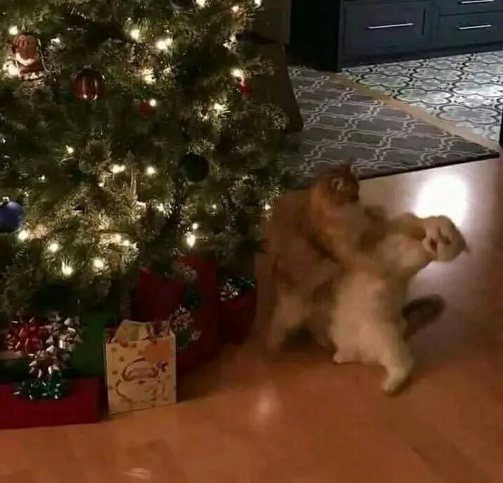 Two fluffy cats are wrestling on a hardwood floor next to a lit Christmas tree with ornaments and wrapped gifts underneath…