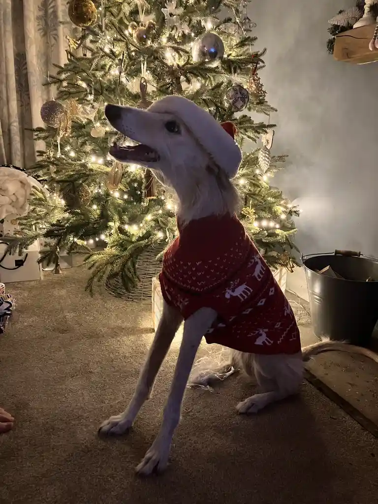 A white dog wearing a red Christmas sweater with reindeer patterns and a Santa hat sits in front of a decorated Christmas…