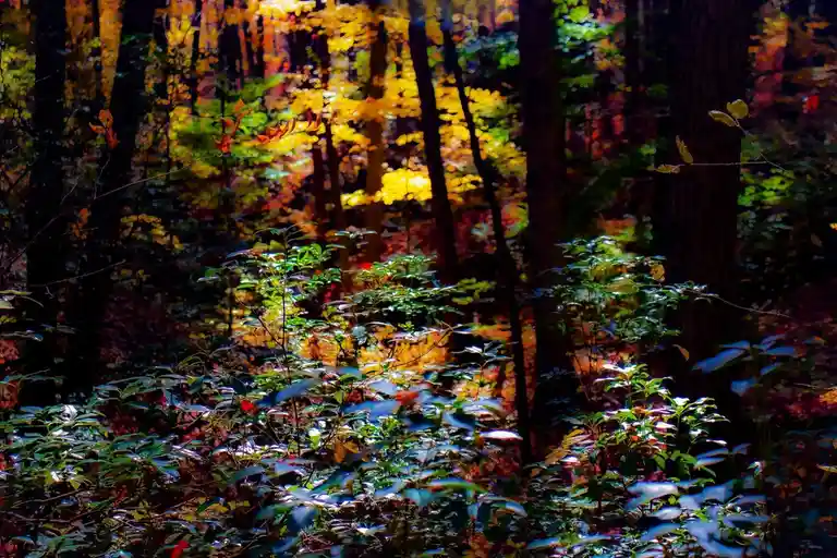 A vibrant, sun-dappled forest scene with golden and green foliage, tall tree trunks, and glowing light filtering through the…