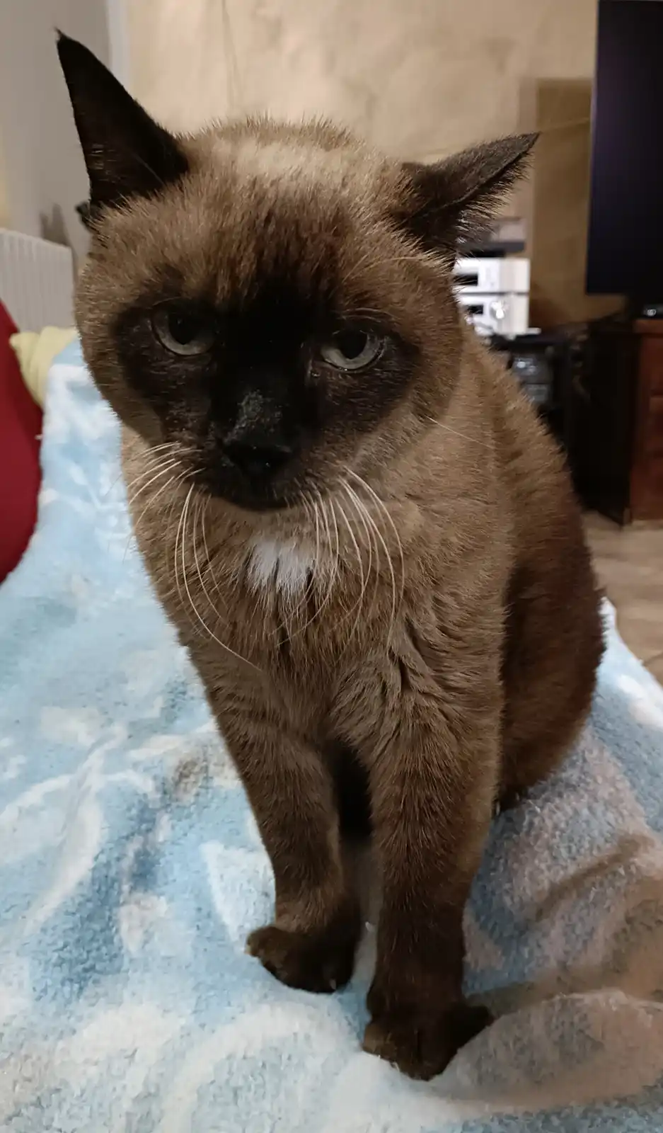 A brown cat with dark facial markings and light-colored whiskers sits upright on a blue patterned blanket, staring directly…