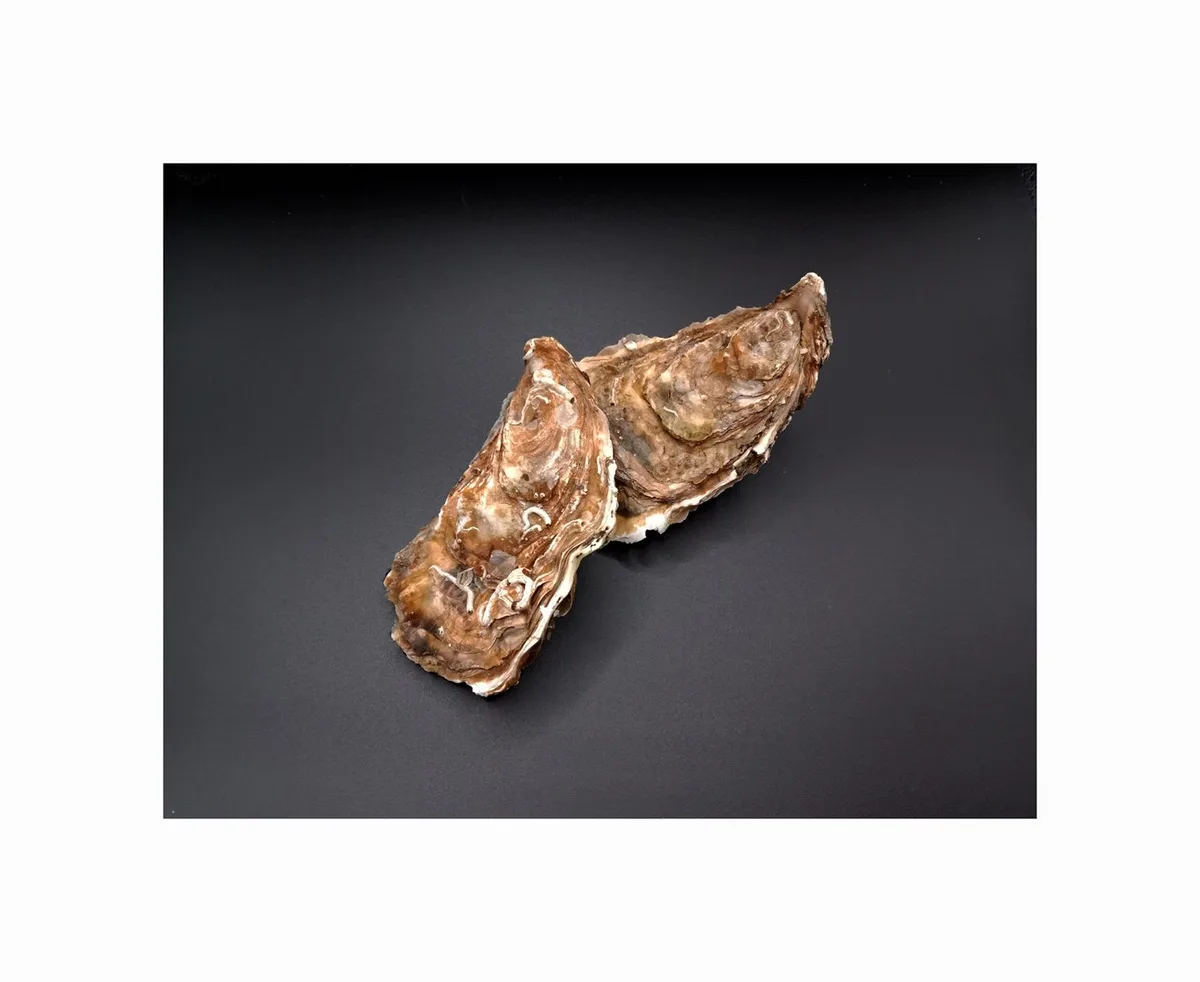 Two raw, open oyster shells sit on a dark surface, their rough, brownish exteriors and white inner edges visible. Overlaid…
