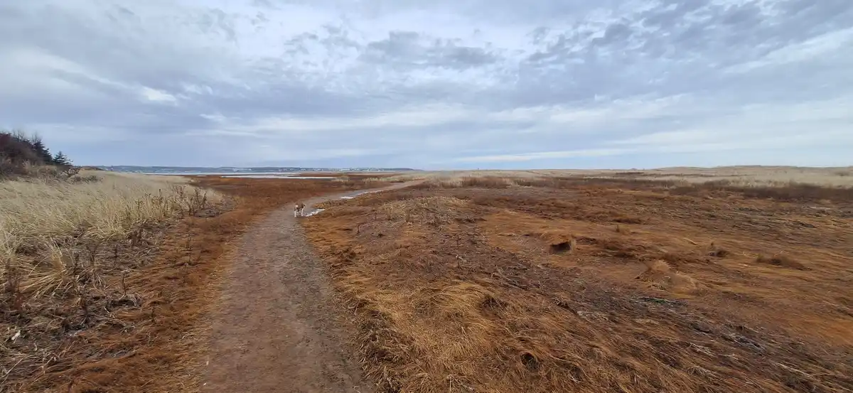 A wide, desolate landscape with a dirt path winding through brown, dry grass under a cloudy sky. A small dog walks alone…