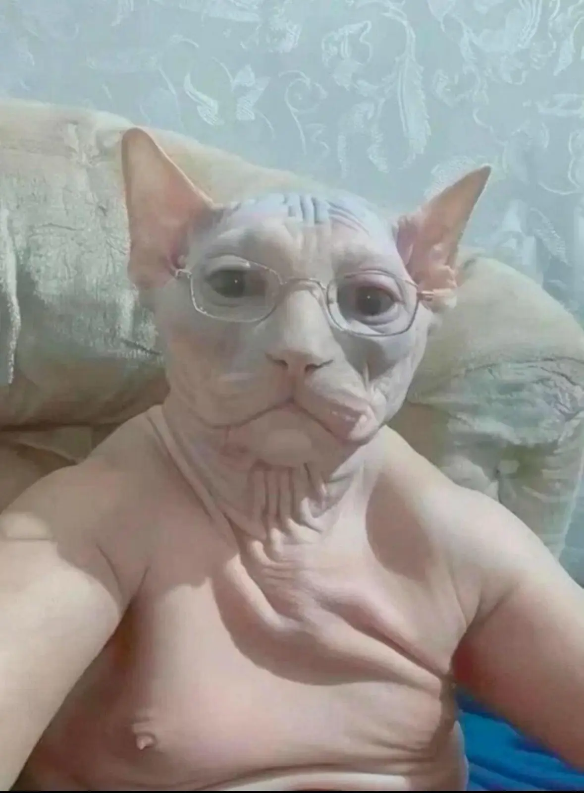 A hairless sphynx cat wearing glasses is photographed in a selfie-style pose, looking directly at the camera with a serious…