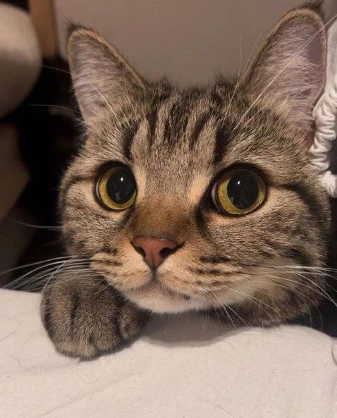 A close-up photo of a tabby cat with wide, round, yellowish-green eyes staring directly at the camera, its front paw resting…