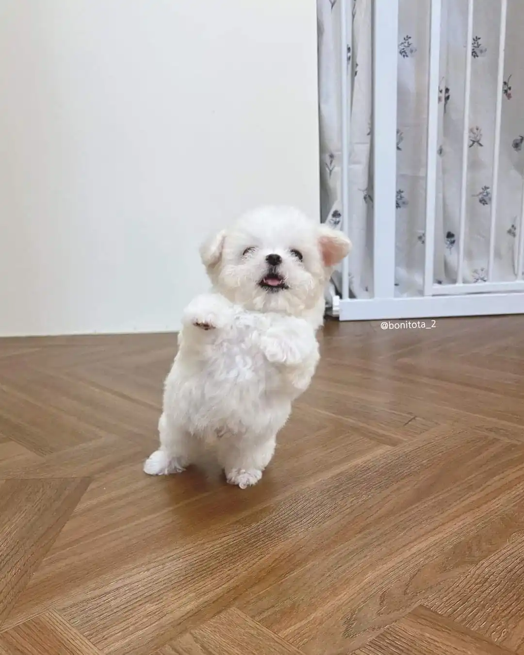 A small, fluffy white puppy stands upright on its hind legs on a wooden floor, front paws raised as if waving or gesturing…