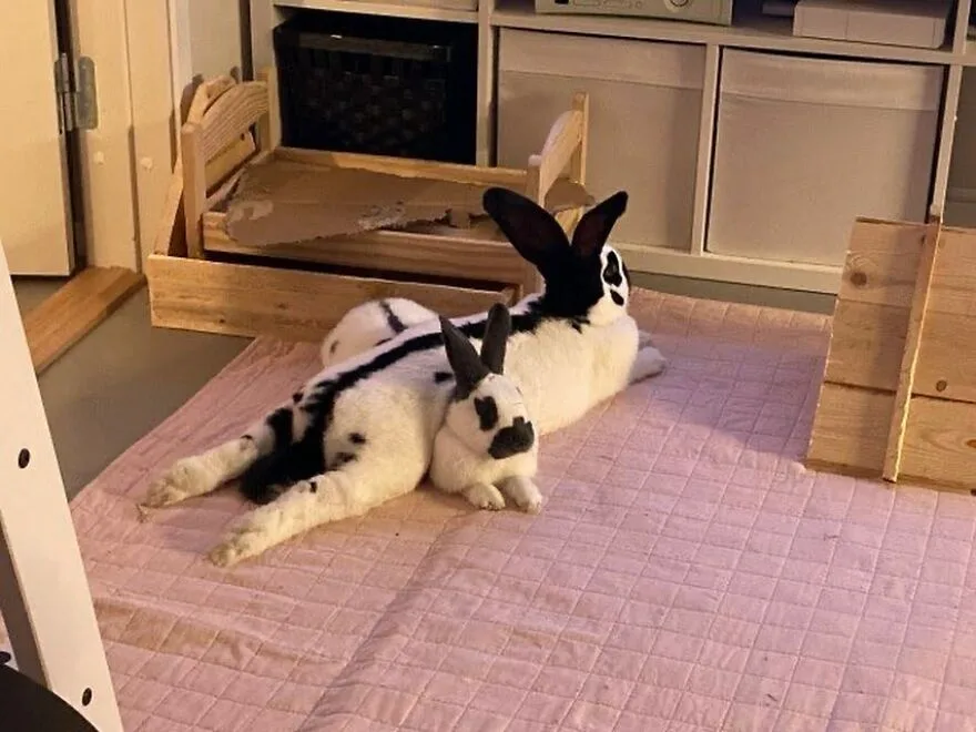 Two black-and-white rabbits are lying on a pink quilted mat in a room with wooden furniture. The larger rabbit is stretched…