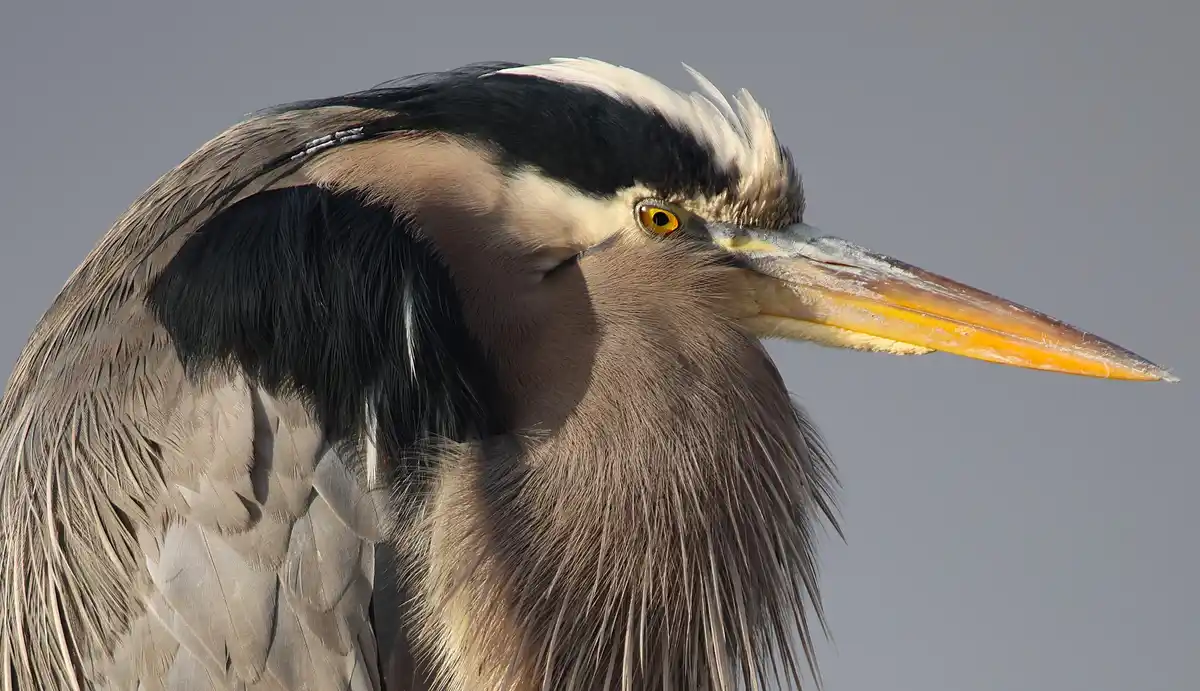 A close-up of a great blue heron with its head tilted down and one eye closed, giving a contemplative or sleepy appearance…