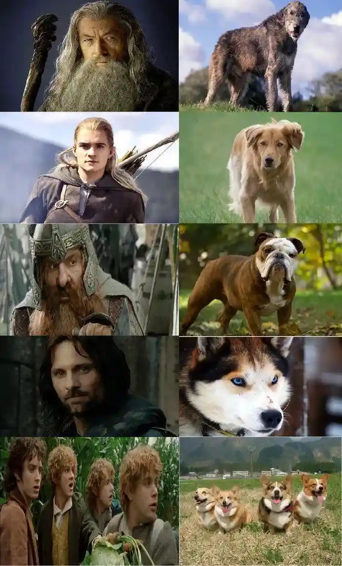 A grid of eight images comparing characters from 'The Lord of the Rings' to various dog breeds. Top row: Gandalf the Grey…