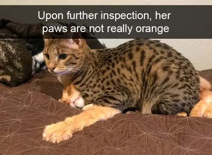 The art of cat camouflage in action