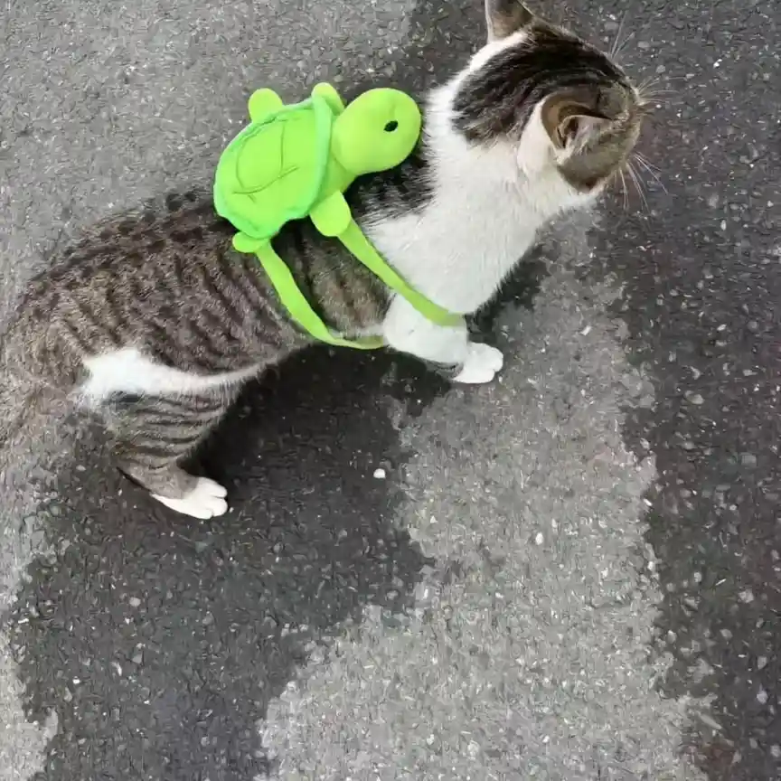 A tabby and white cat stands on asphalt wearing a bright green plush turtle backpack. The cat is looking away, seemingly…