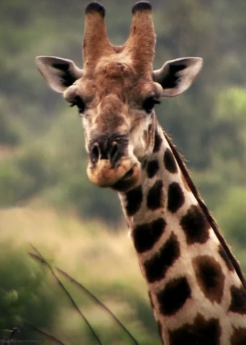 The image displays six identical vertical panels, each showing a close-up of a giraffe's head and neck against a blurred…