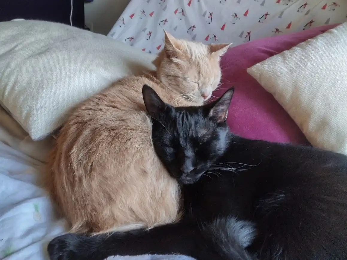 two cats, one ginger and one black, are curled up together sleeping on a bed with pillows and patterned sheets. The black…