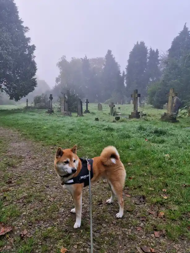 Sydney the Shiba Embraces the Halloween Spirit