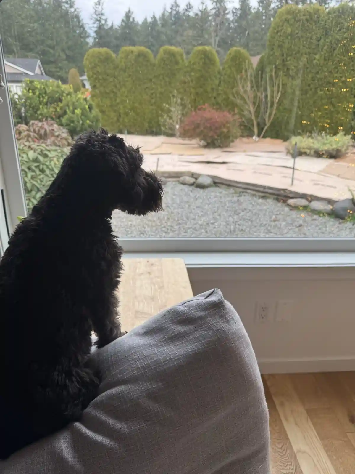 A black, curly-haired dog sits on a grey cushion indoors, looking out a window at a yard under construction with gravel…