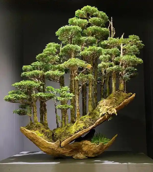 a highly detailed bonsai tree with multiple trunks and dense green foliage, planted in a large, naturalistic, split-root…