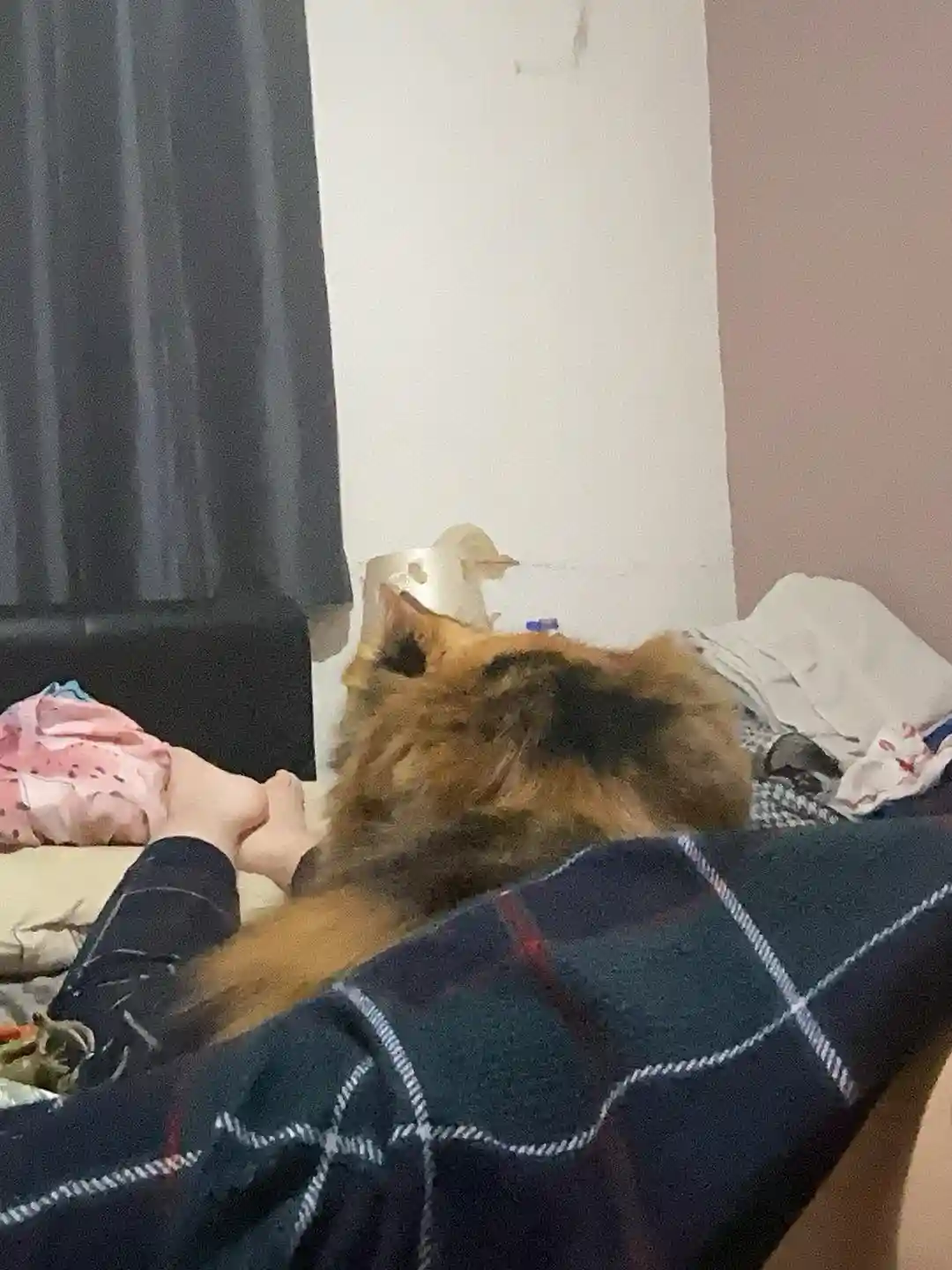 Ugh, My Cat Has Claimed My Back as Her Personal Bed - Goodbye, Good Posture!