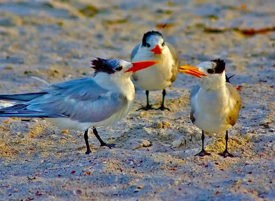 three tern birds stand on a sandy beach, two with bright orange beaks and one with a yellow-orange beak, creating a visual…