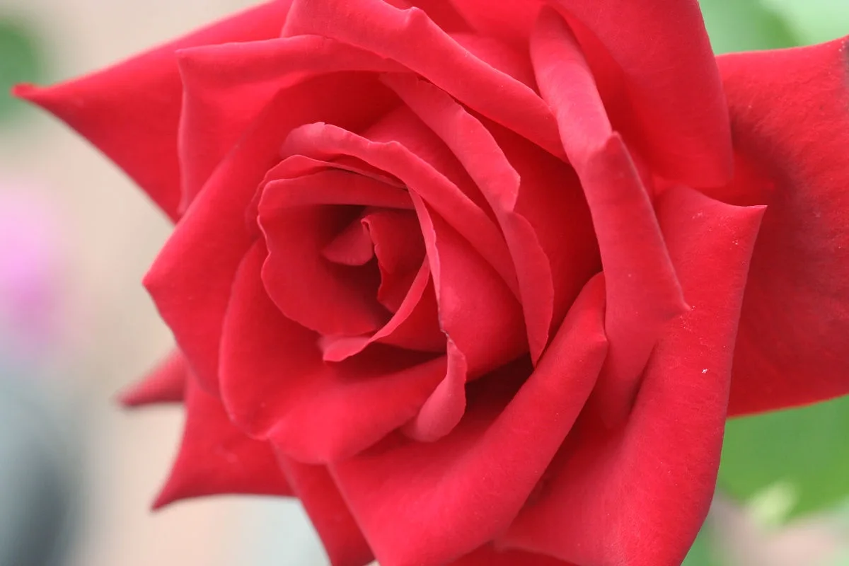A close-up photograph of a vibrant red rose with tightly curled petals, set against a softly blurred background of green and…