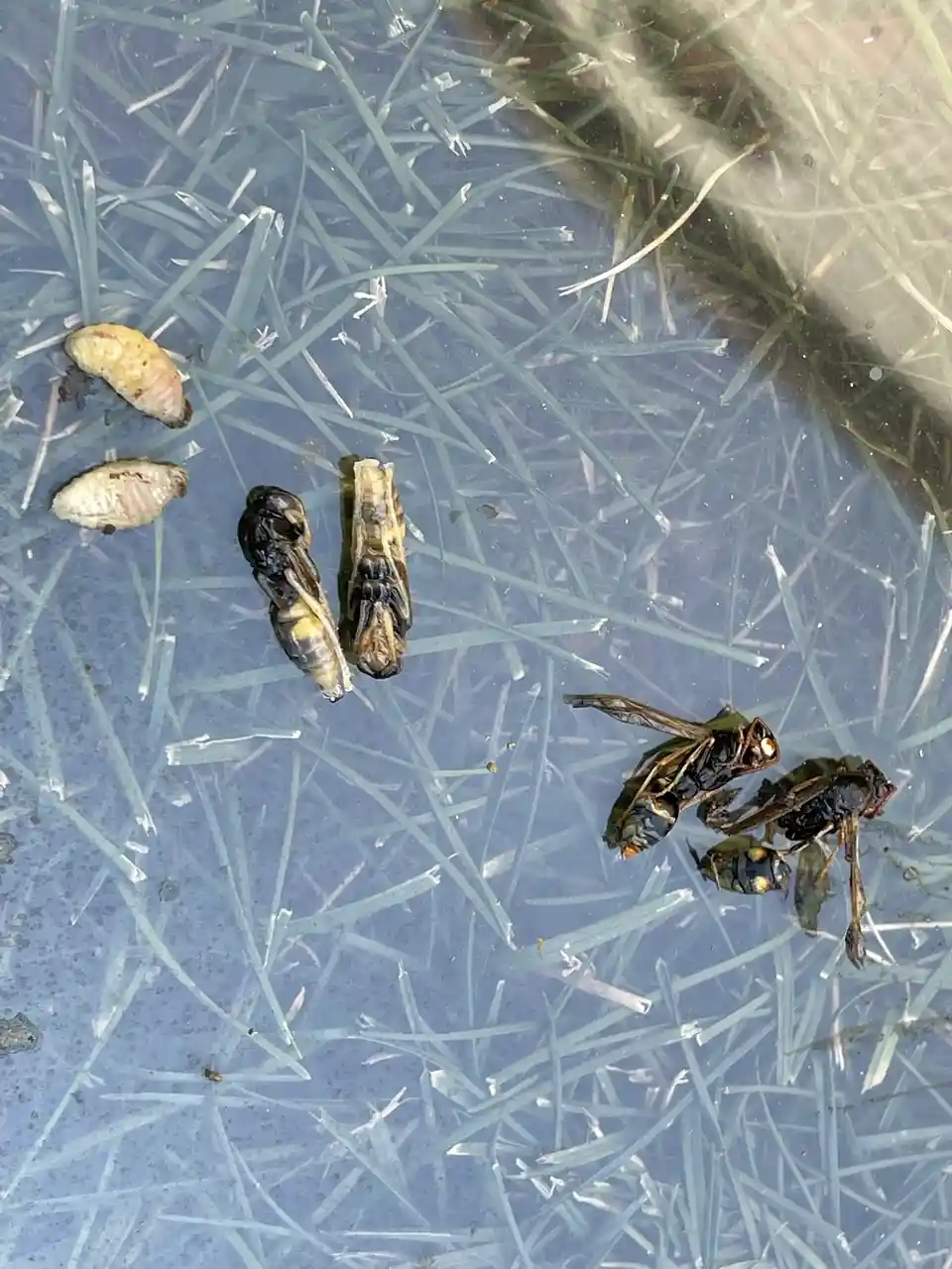An overhead shot shows several dead wasps and their pupal casings floating in a shallow, clear container filled with…