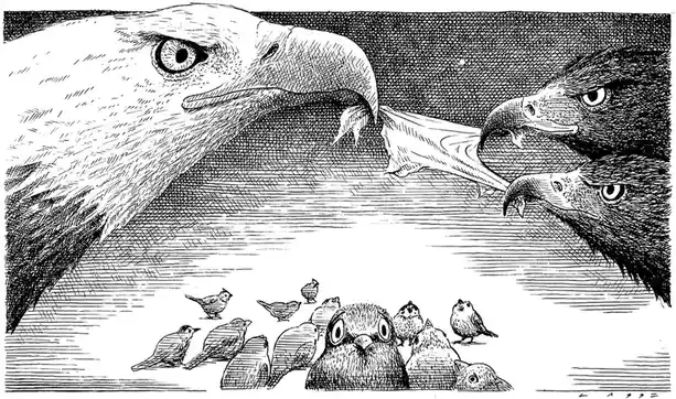 A black-and-white illustration shows two large eagles locked in combat over a single pigeon, their beaks clashing. Below…
