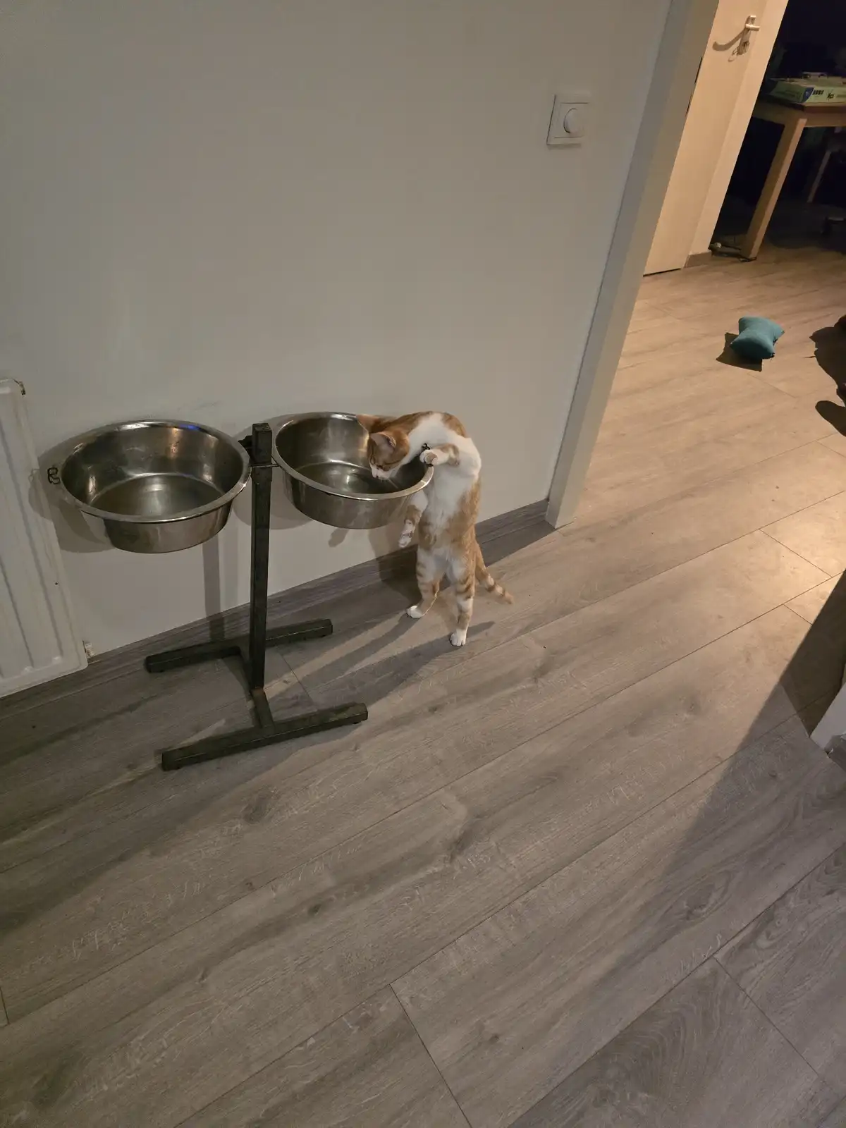 An orange and white cat stands on its hind legs, leaning into a metal food bowl mounted on a stand, using its front paws to…