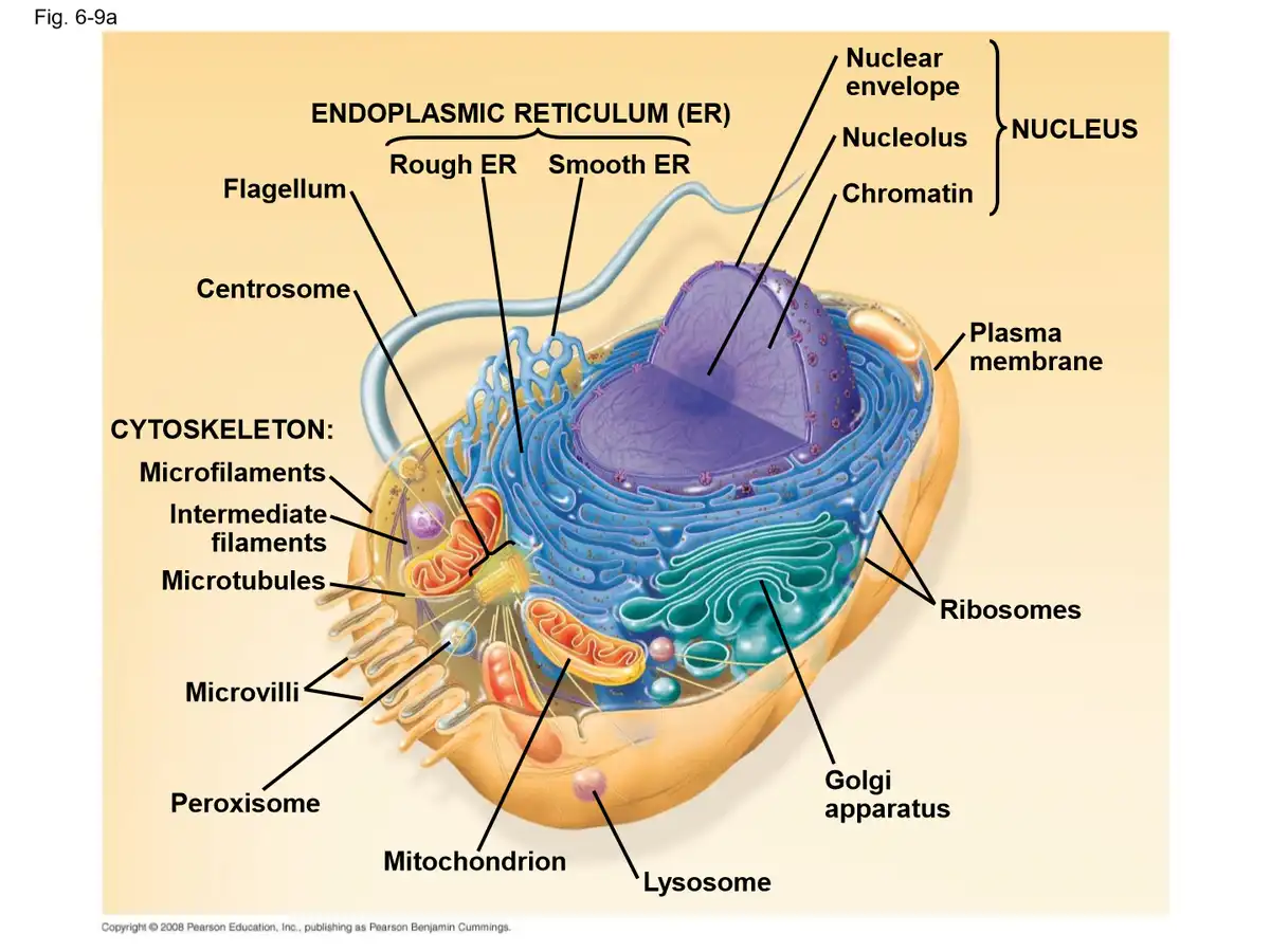 A labeled diagram of an animal cell showing its internal organelles like the nucleus, mitochondria, and endoplasmic…