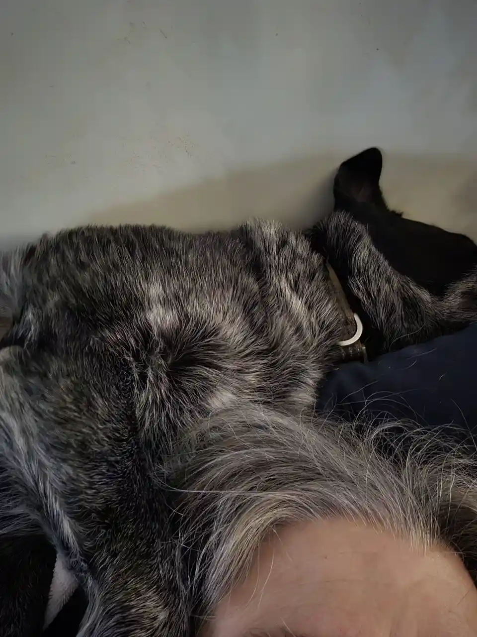 A close-up photo shows a black and grey dog with a collar sleeping curled up against a person's head, which has grey hair…