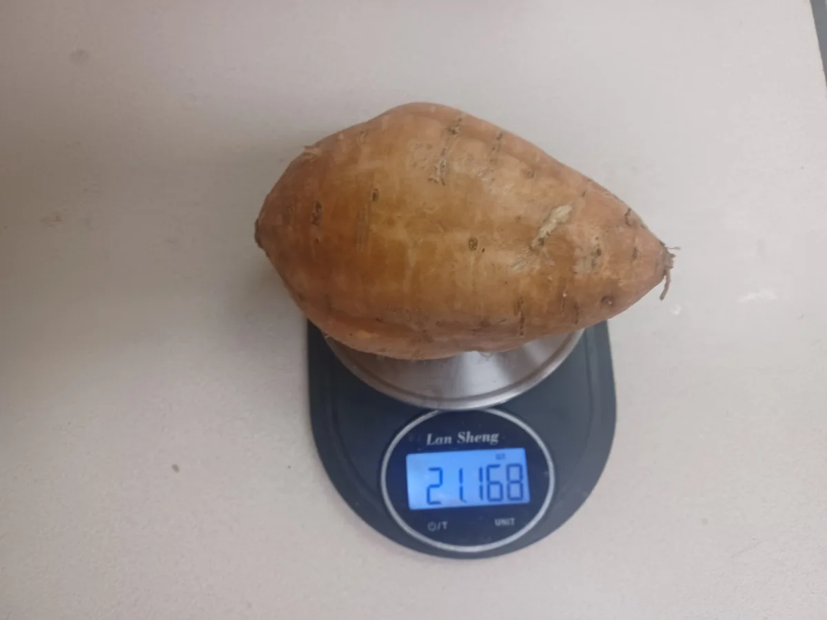 A single, large, brown-skinned sweet potato rests on a black digital kitchen scale branded 'Lan Sheng', which displays the…