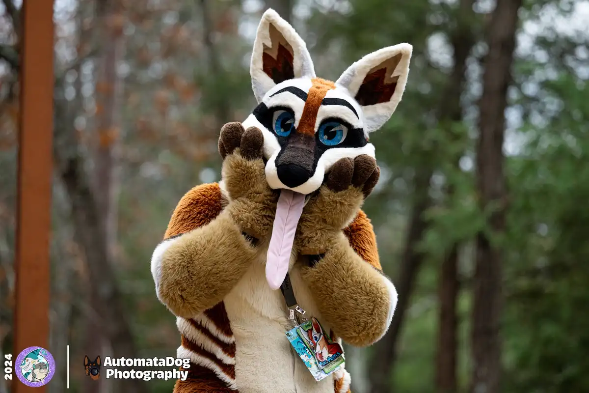 A person in a detailed fursuit of a fox-like creature with white, brown, and black markings, blue eyes, and large ears…