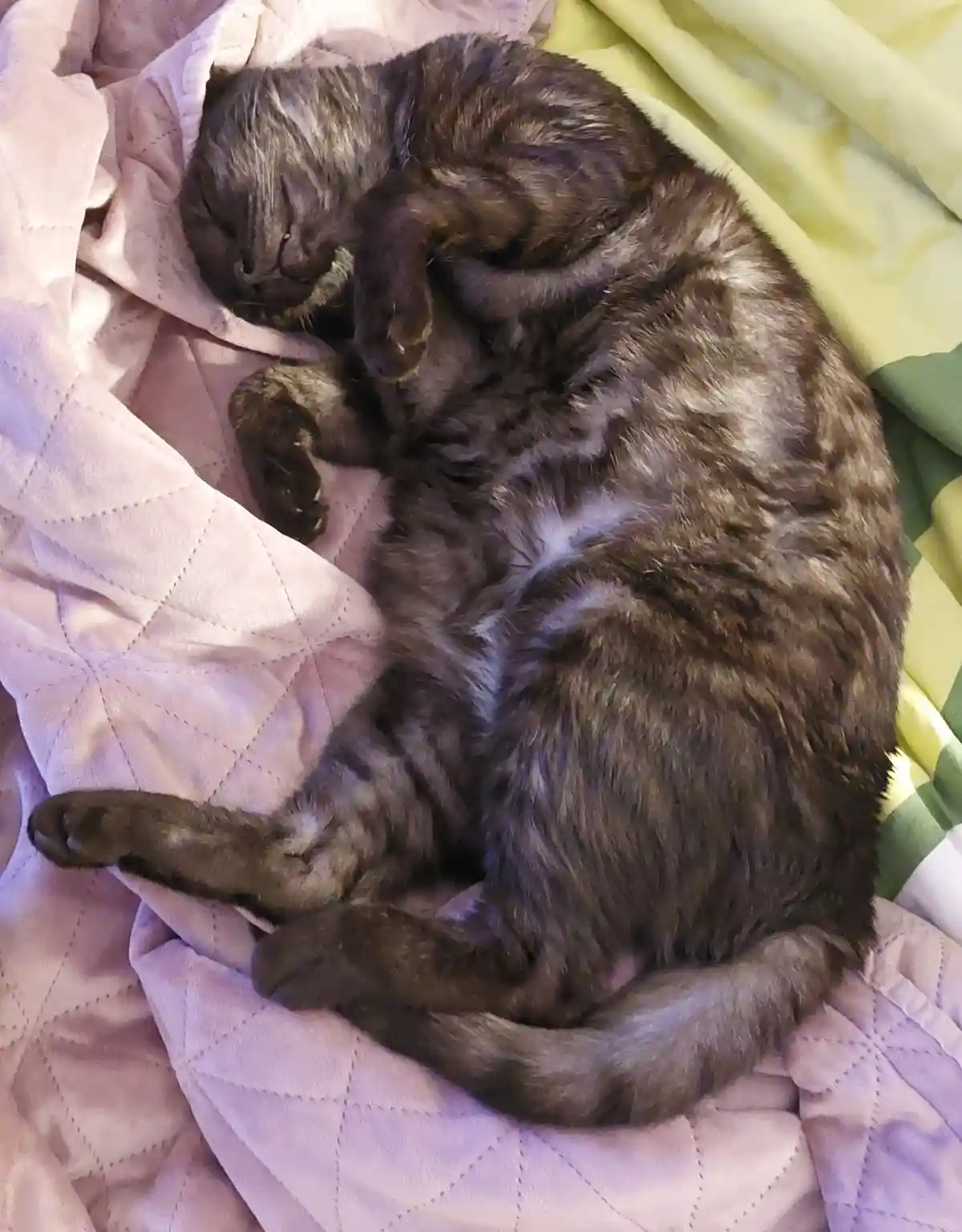 A dark tabby cat is curled up and sleeping soundly on a quilted pink blanket, with a yellow and green blanket visible behind…