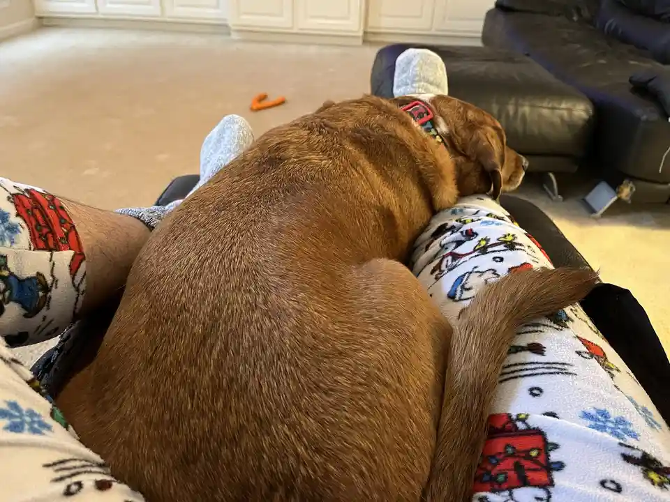 A brown dog is curled up and sleeping on a person's lap, who is wearing festive pajamas and socks. The person is reclining…