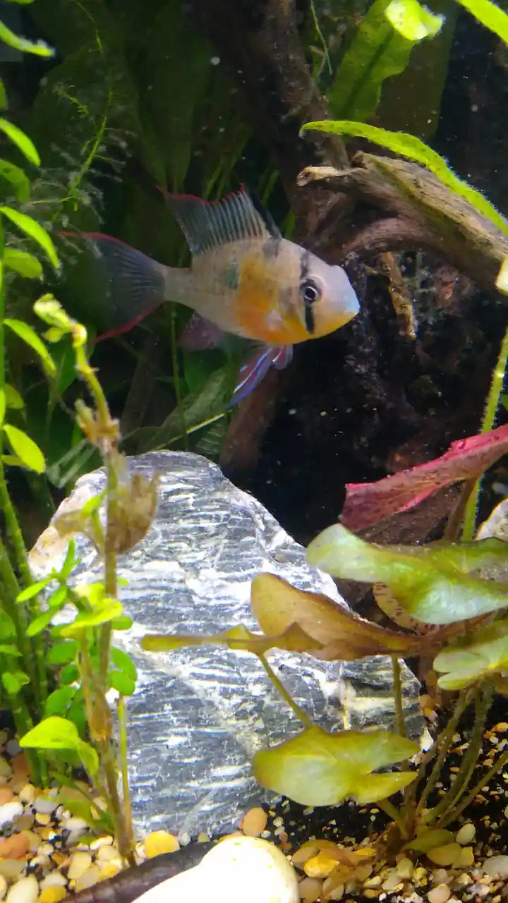 A colorful freshwater fish with a distinct black stripe under its eye swims in an aquarium filled with green plants…
