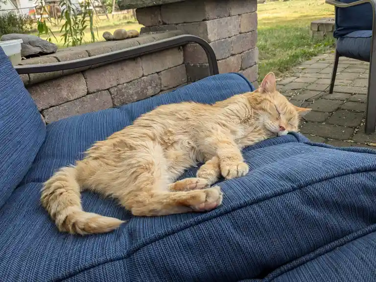 An orange tabby cat is sleeping soundly on a blue outdoor cushion, sprawled out with its paws up and eyes closed. The…