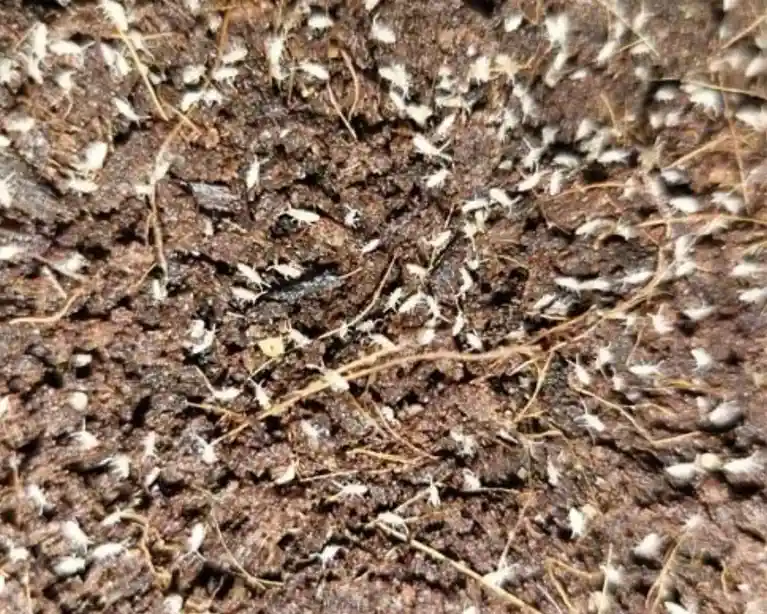 Captivating Springtails: A Visual Showcase
