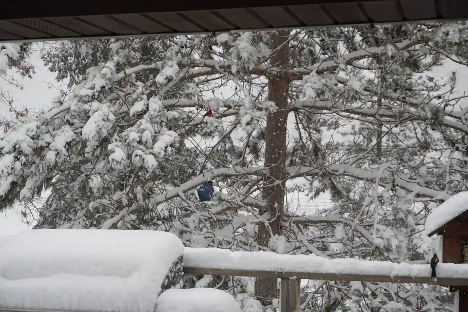 A snowy outdoor scene shows a red cardinal and a blue jay perched on snow-covered pine tree branches, viewed from under a…