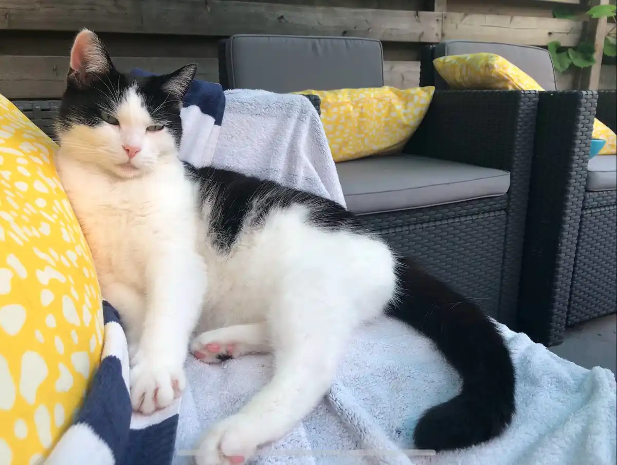 A black and white cat lounges lazily on a light blue towel draped over outdoor wicker furniture, surrounded by yellow…