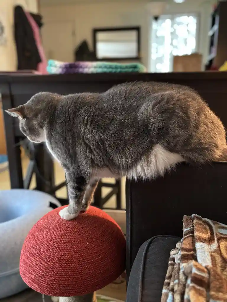 A gray tabby cat with white paws is perched on a red rope-covered cat tree, looking down with a seemingly uninterested…