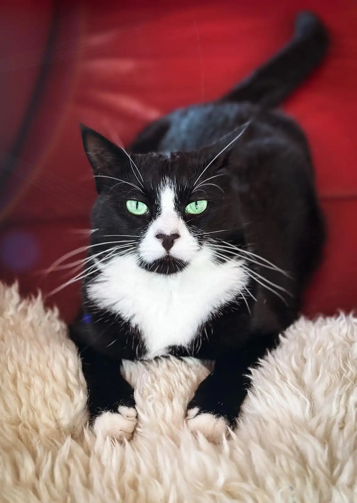 A black and white cat with striking green eyes sits regally on a fluffy cream-colored rug against a red background, staring…