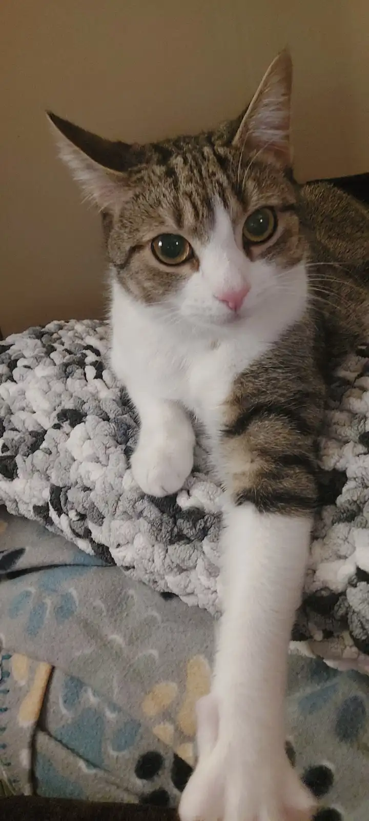 A tabby and white cat with large green eyes sits on a textured gray and white blanket, looking directly at the camera with…