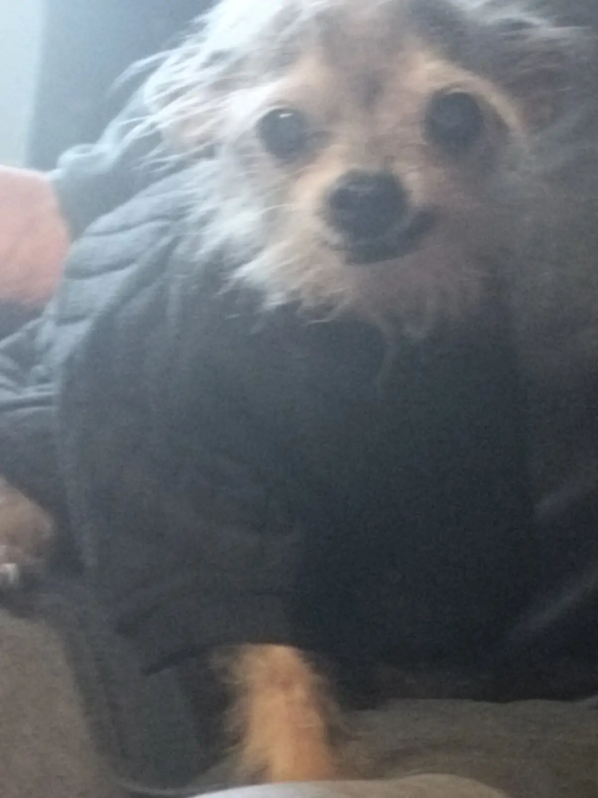 A blurry, low-resolution photo shows a small, fluffy dog with dark eyes and a black nose, wearing a dark, puffy jacket. The…