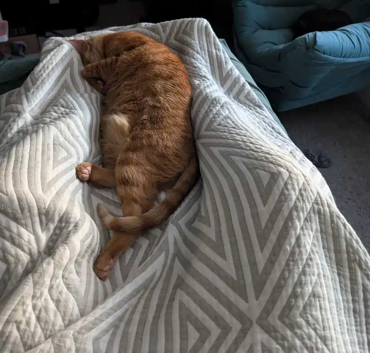 A ginger cat is curled up and sleeping soundly on a patterned gray and white blanket draped over a bed or couch. In the…
